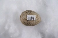 藏品(日本紅尾伯勞卵)的圖片